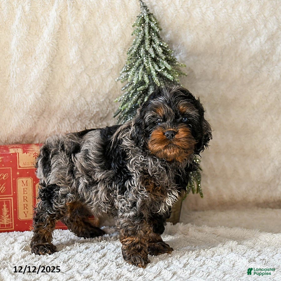 Cockapoo dogs Wren - Ad 5