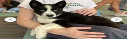 Siberian Husky dogs for sale: Skye - Ad 1