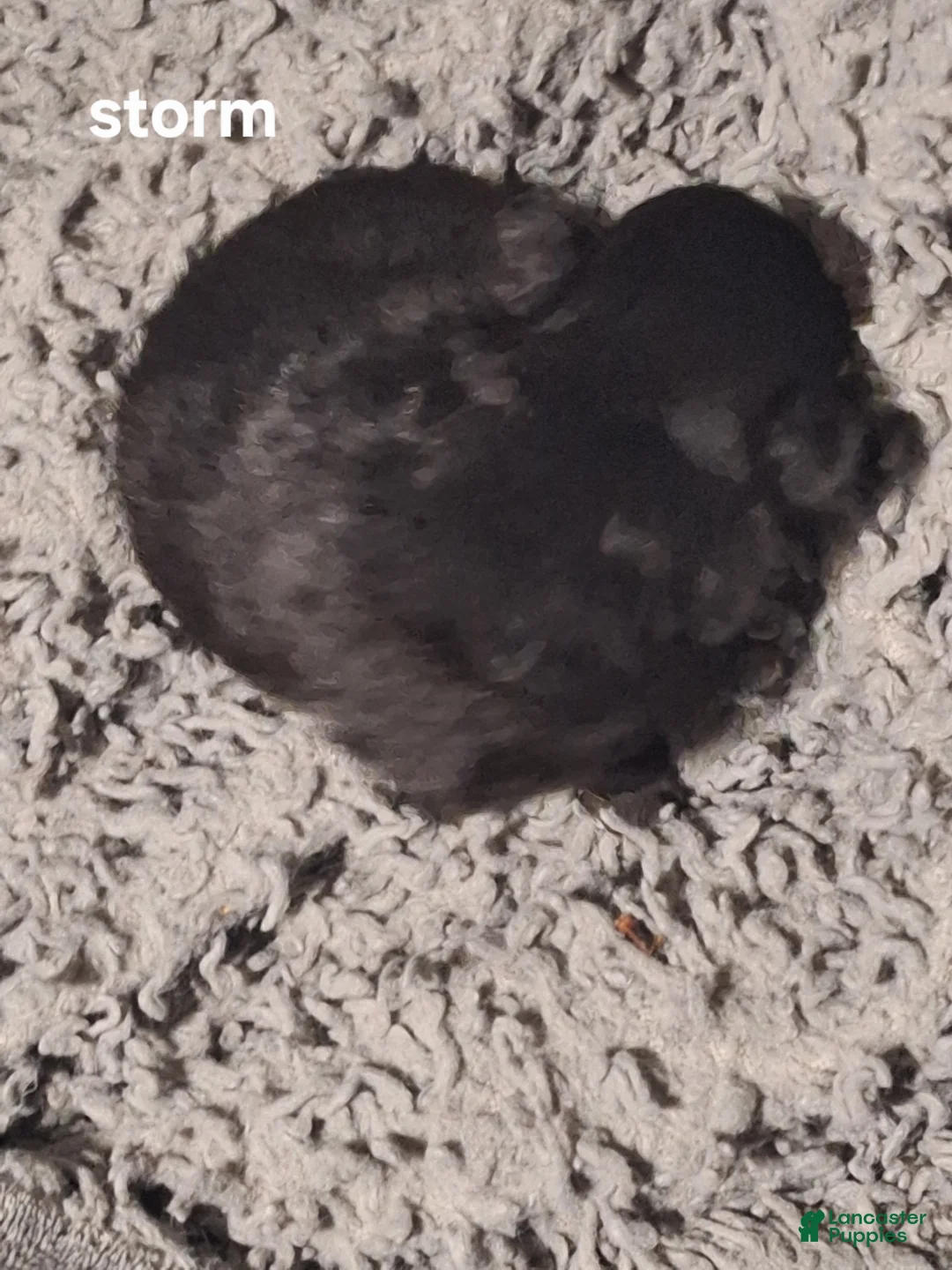 Pomeranian dogs for sale: Thunder - Ad 2