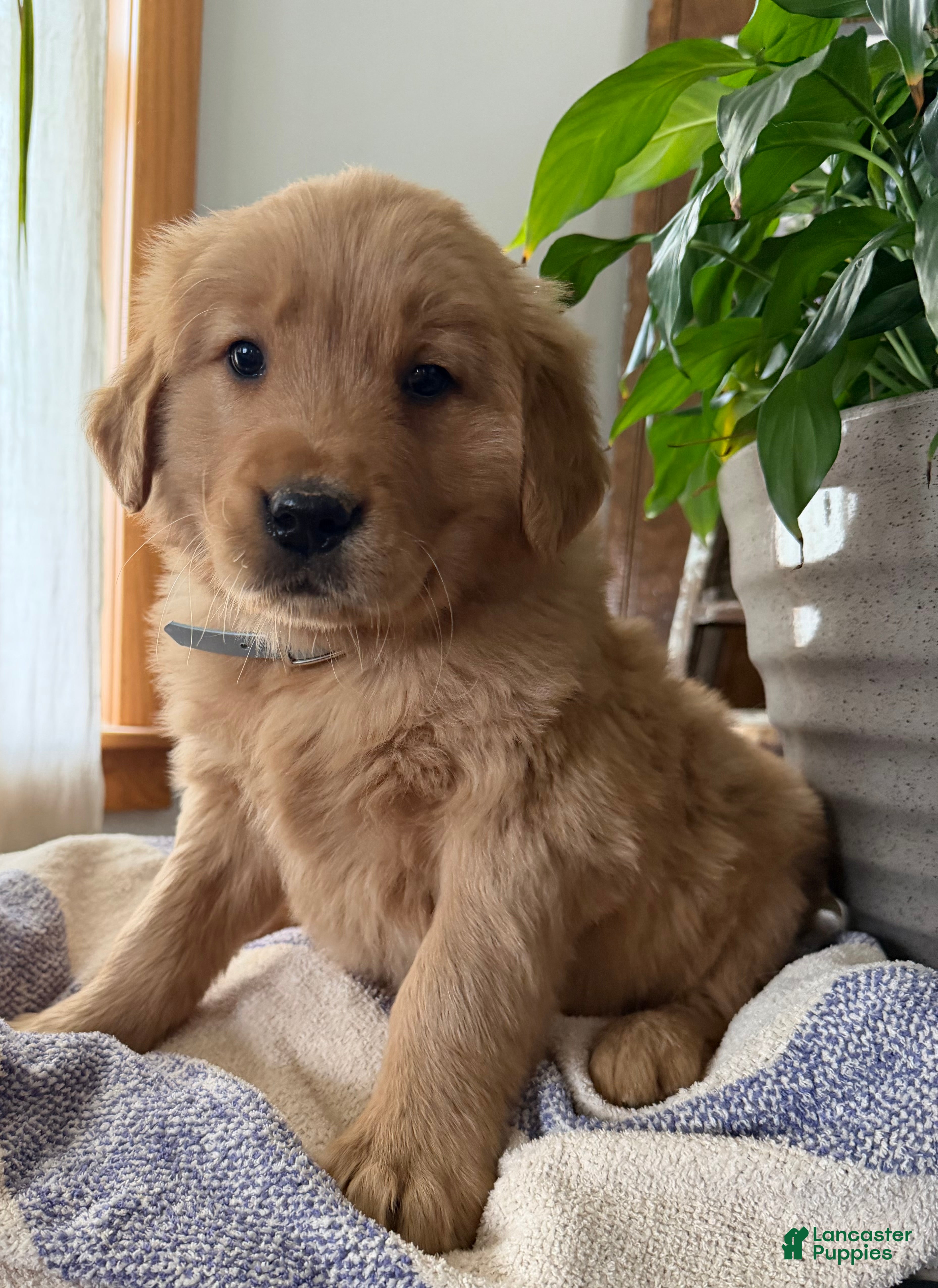 Golden Retriever dogs Bear - Ad 1
