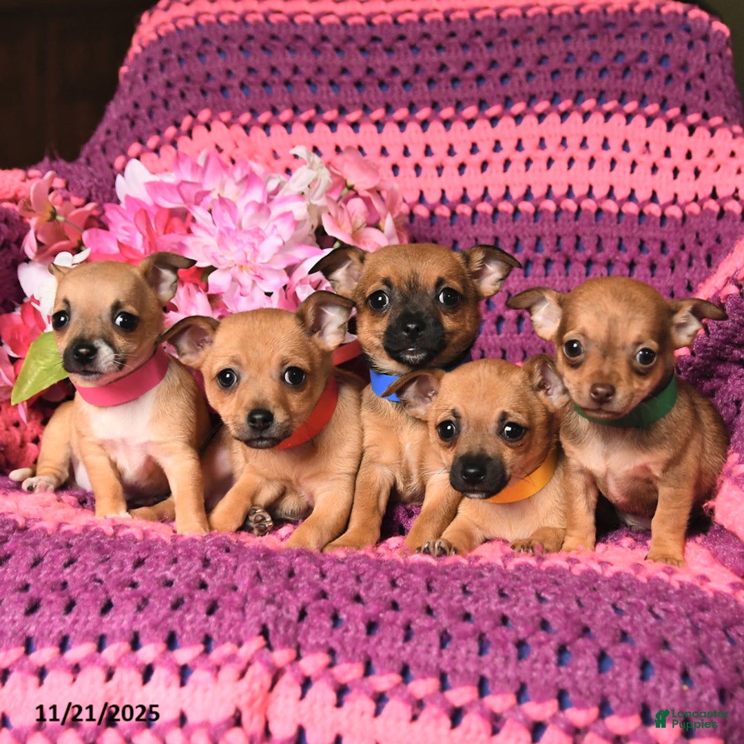 Chihuahua dogs for sale: Marcus - Ad 3