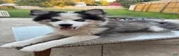 Pomsky dogs for sale: Pomsky 2 - Ad 1