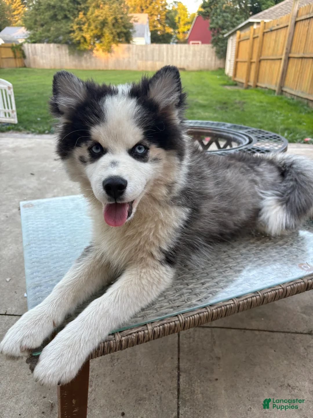 Pomsky dogs for sale: Pomsky 2 - Ad 1