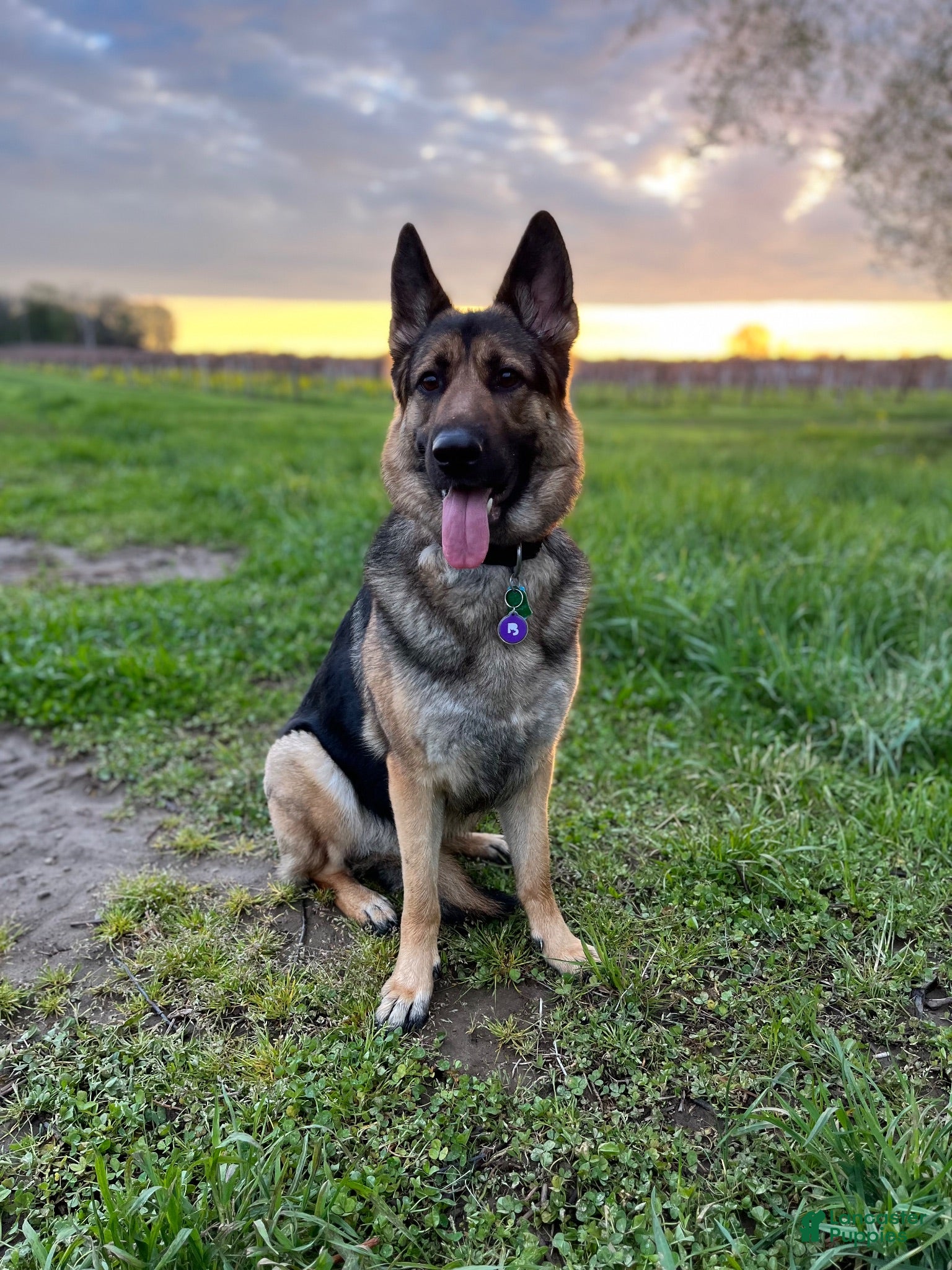 German Shepherd dogs Gray collar (male) - Ad 2