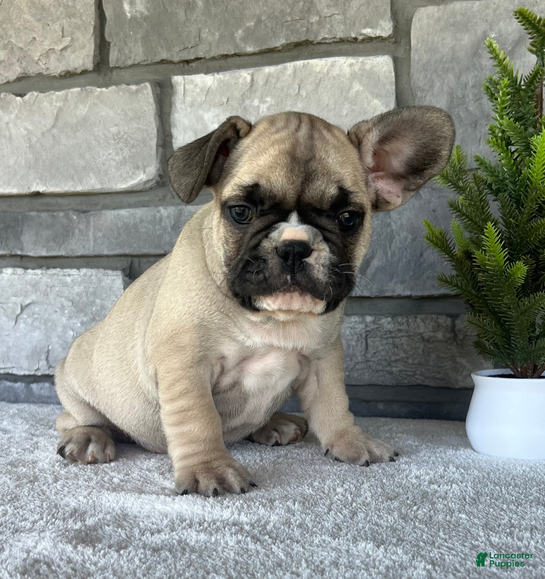 French Bulldog dogs for sale: Niko - Ad 13