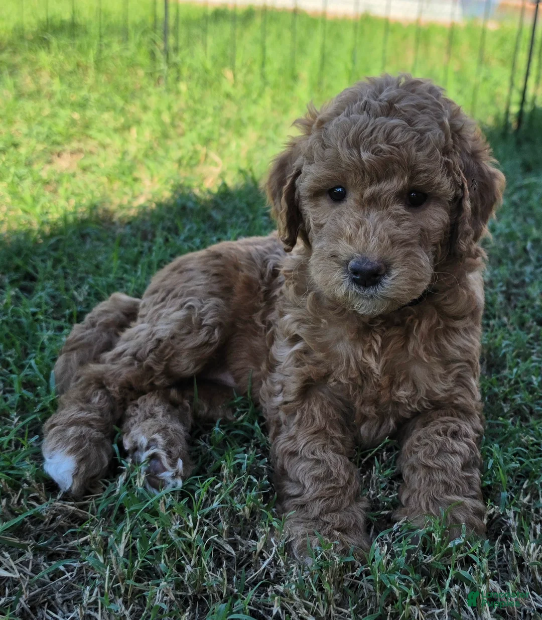 Mini Goldendoodle dogs for sale: Betty  (27 - 33 pounds full grown) - Ad 15