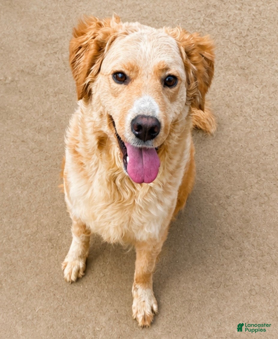 Goberian dogs Kiwi - Ad 12
