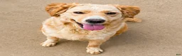 Goberian dogs for sale: Kiwi - Ad 1