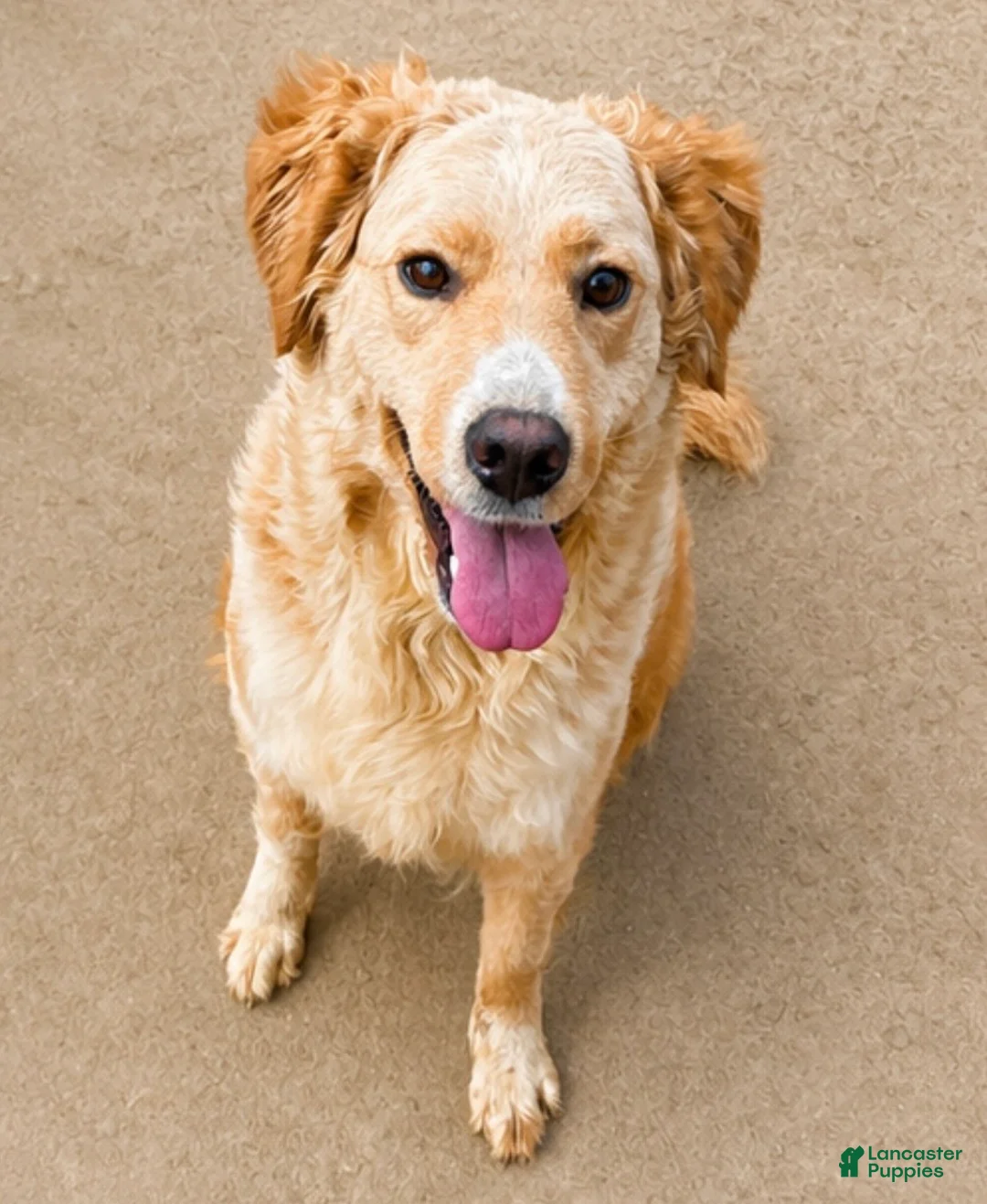 Goberian dogs for sale: Kiwi - Ad 1