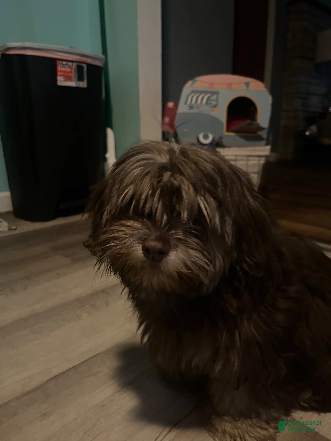 Shorkie dogs for sale: Brownie - Ad 2