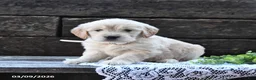 Goldendoodle dogs for sale: Buttercup - Ad 4