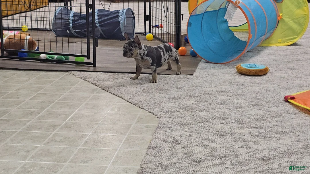 French Bulldog dogs for sale: Wonda - Ad 5