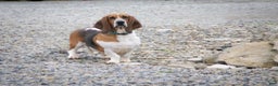 Basset Hound dogs for sale: Patrick - Ad 7