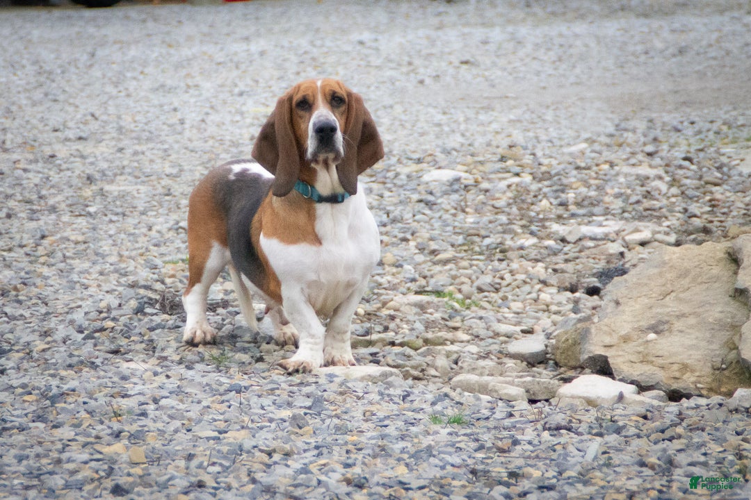 Basset Hound dogs for sale: Patrick - Ad 7