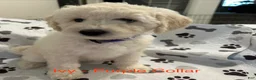 Goldendoodle dogs for sale: Ivy Purple Female Goldendoodle  - Ad 16