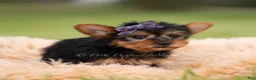 Yorkshire Terrier dogs for sale: Candy - Ad 4