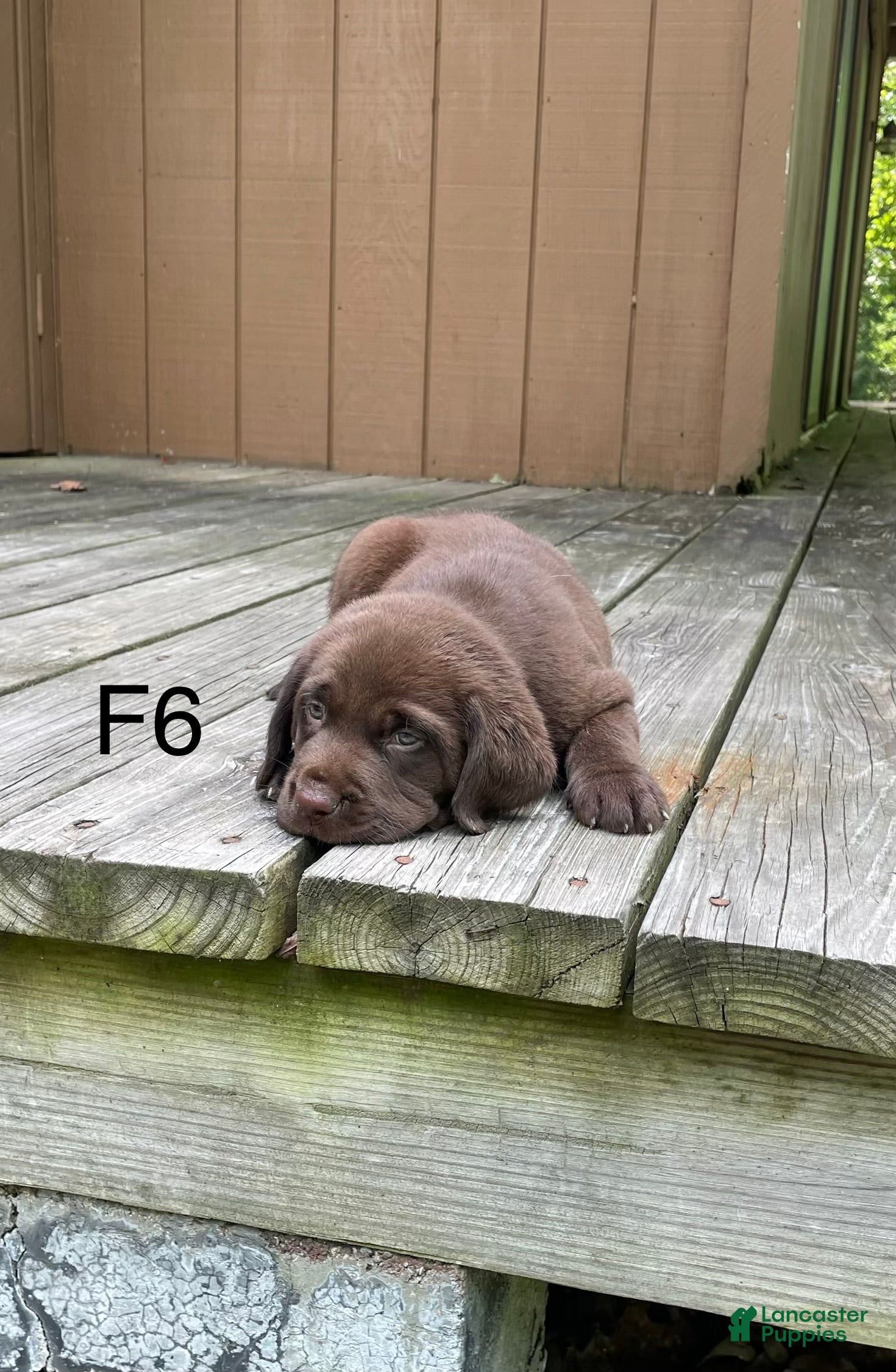 Labrador Retriever dogs Labrador Retriever 6 - Ad 33