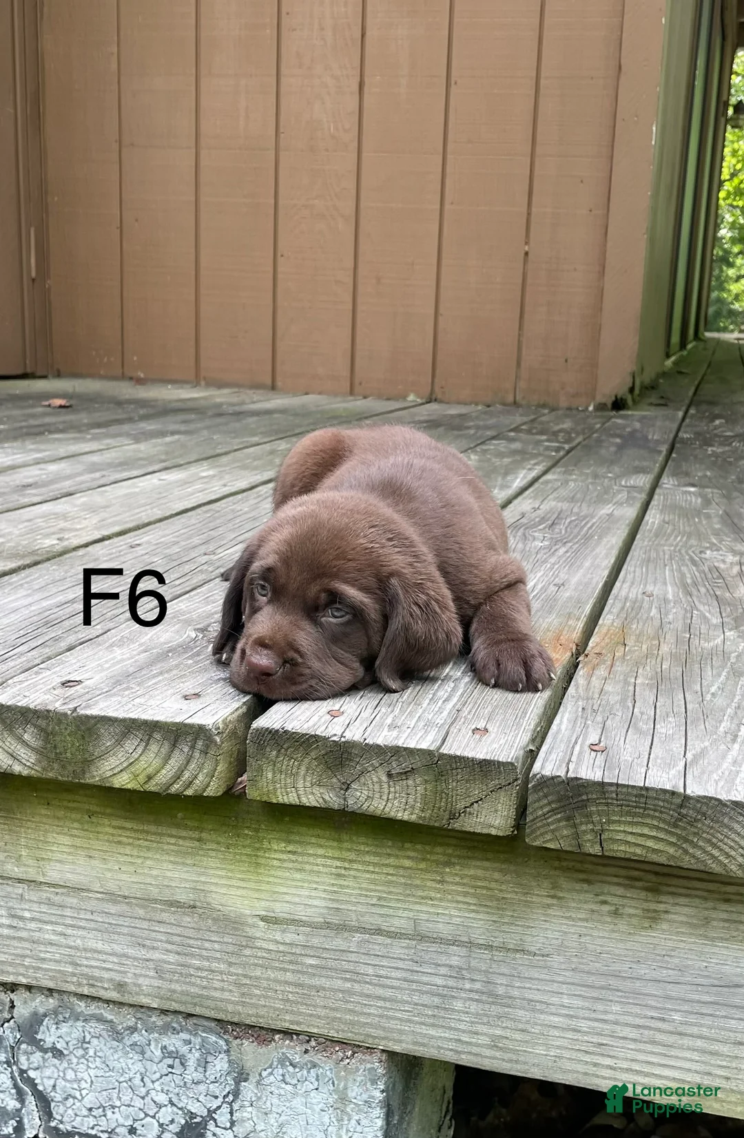 Labrador Retriever dogs for sale: Labrador Retriever 6 - Ad 1