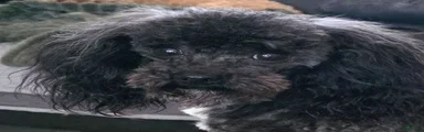 Toy Poodle 2
