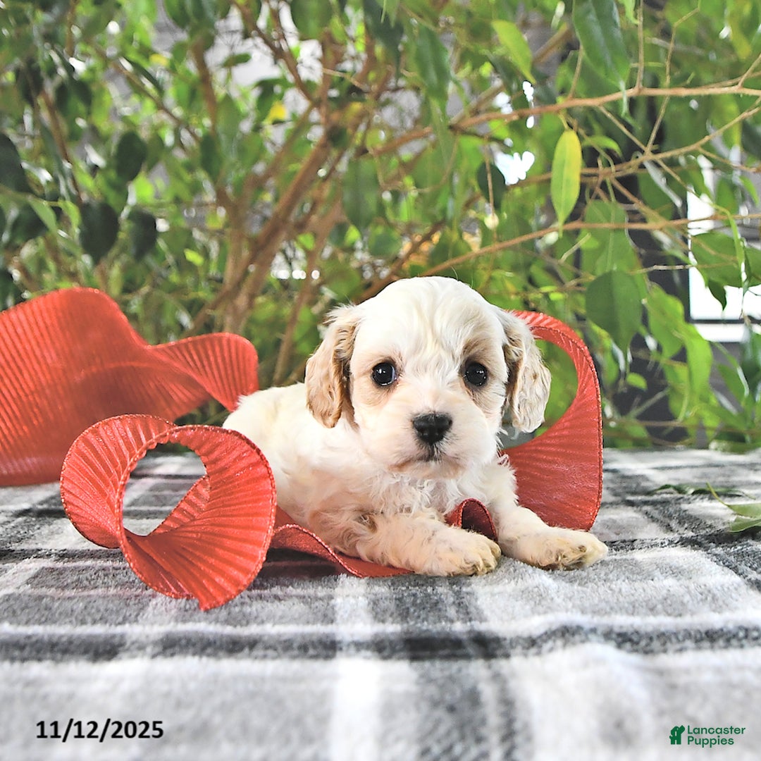 Cavapoo dogs for sale: Gracie - Ad 6