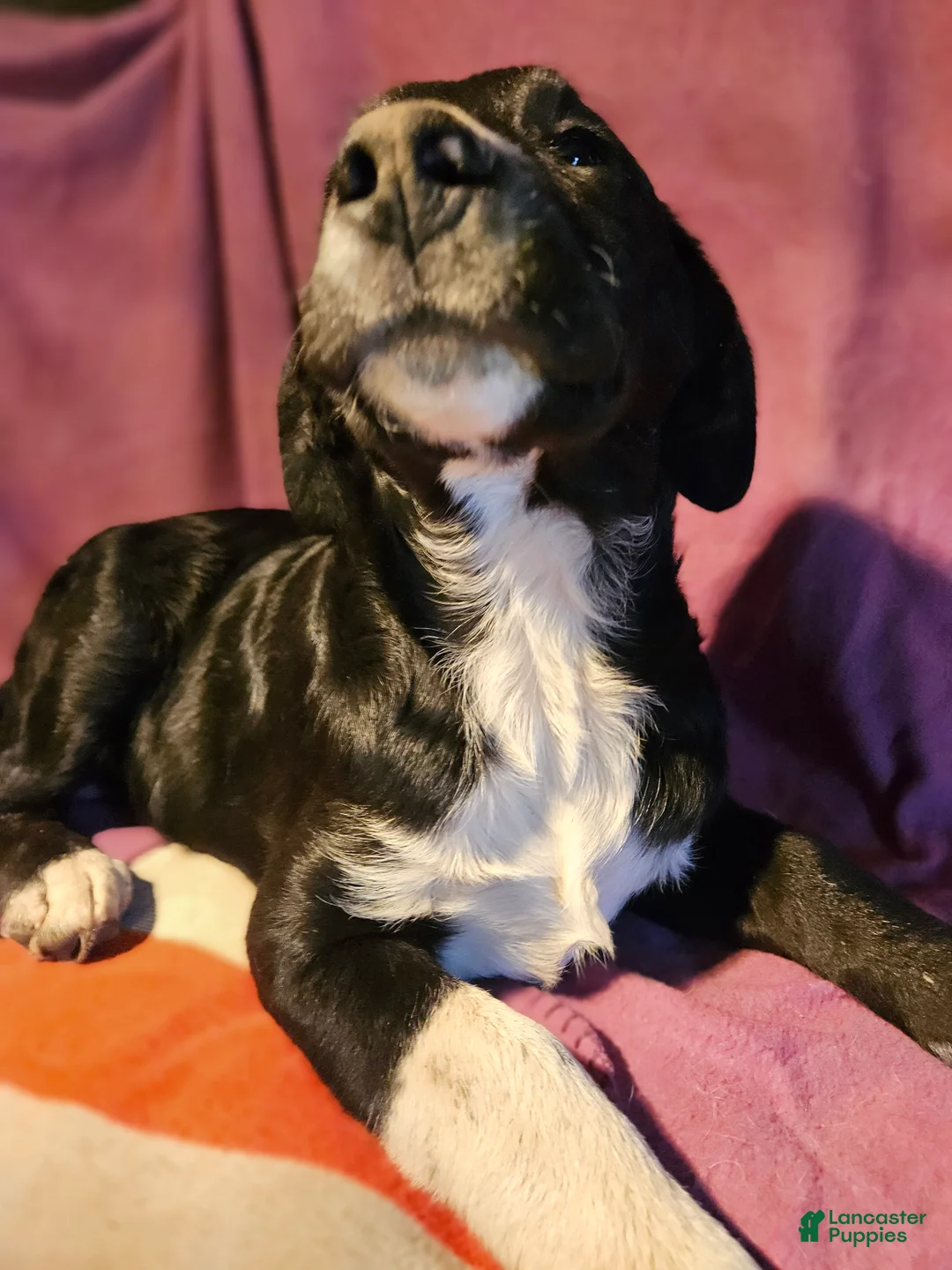 Border Collie dogs for sale: Ice - Ad 1