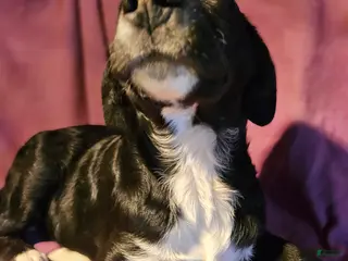 Border Collie dogs Ice - Ad 11