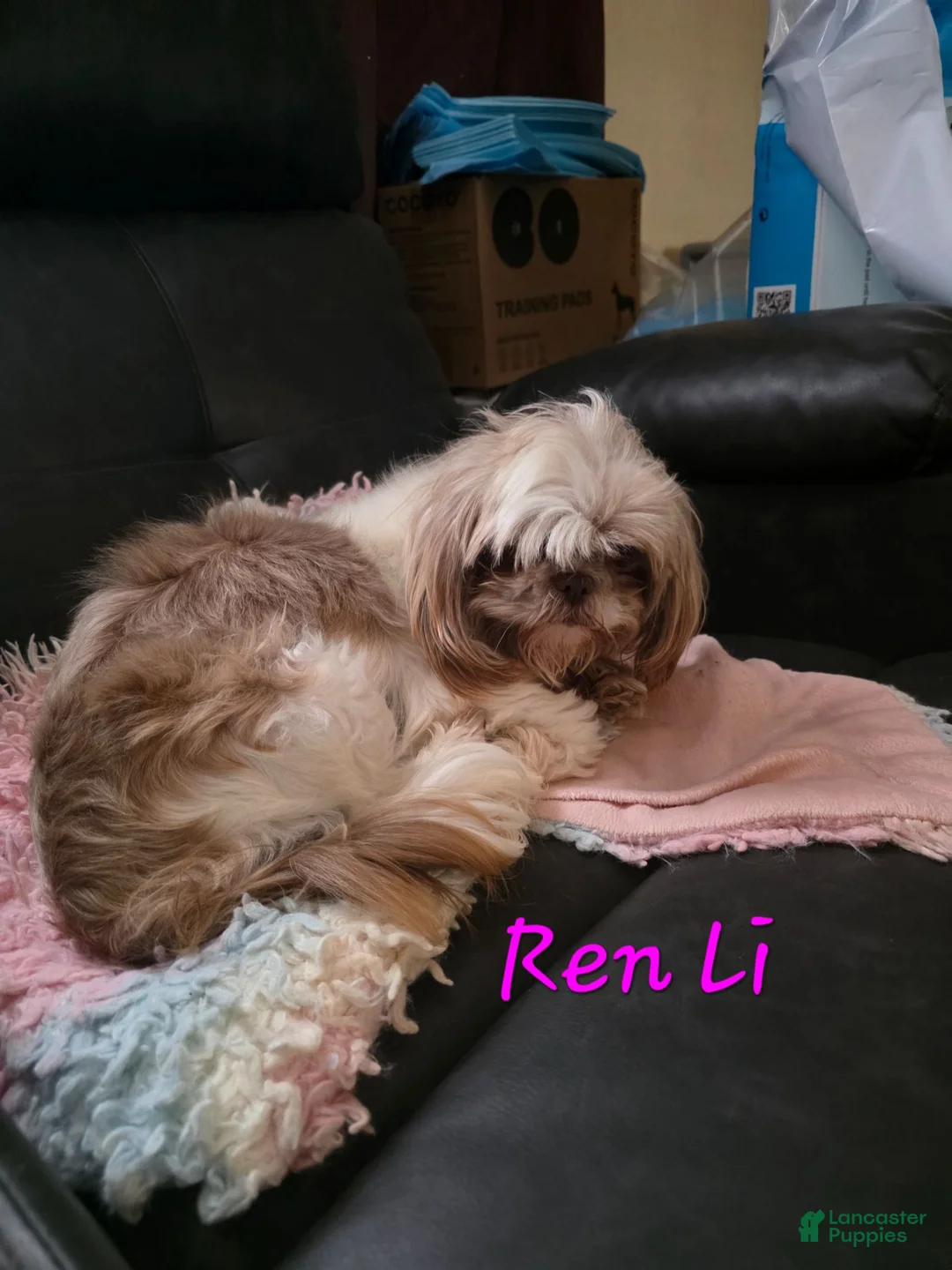 Shihpoo dogs for sale: Buster - Ad 2