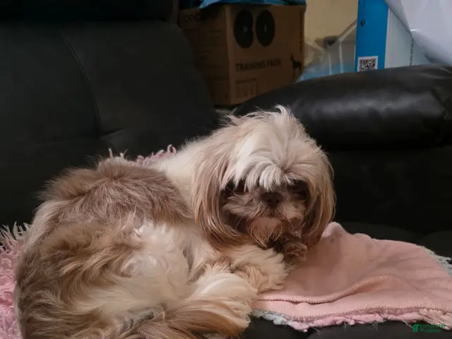 Shihpoo dogs for sale: Buster - Ad 2