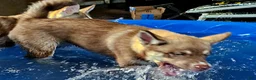 Pomsky dogs for sale: Sage - Ad 6