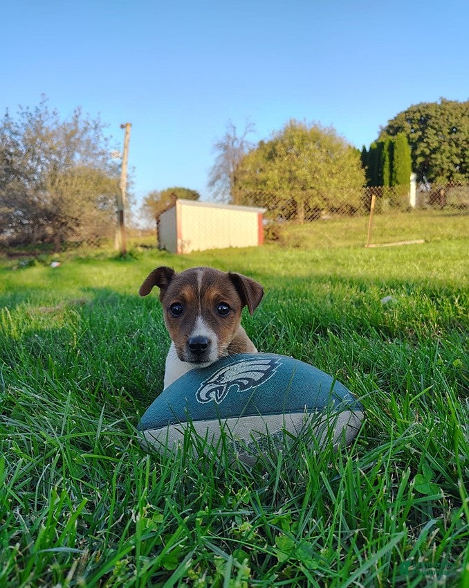 Jack Russell Terrier dogs for sale: Missy - Ad 1