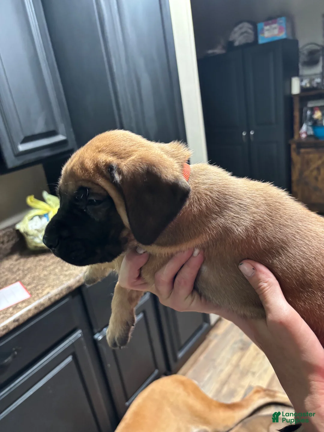 English Mastiff dogs for sale: English Mastiff 6 - Ad 1