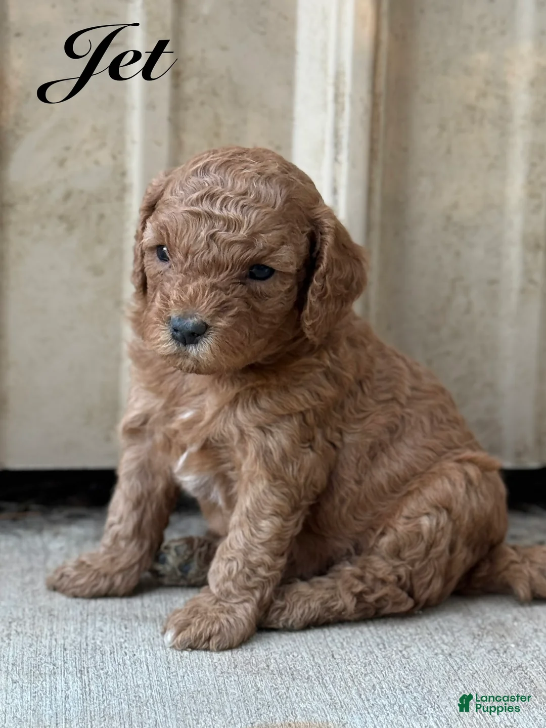 Cavapoo dogs for sale: Jet - Ad 2