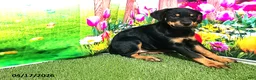 Rottweiler dogs for sale: Rosie - Ad 2