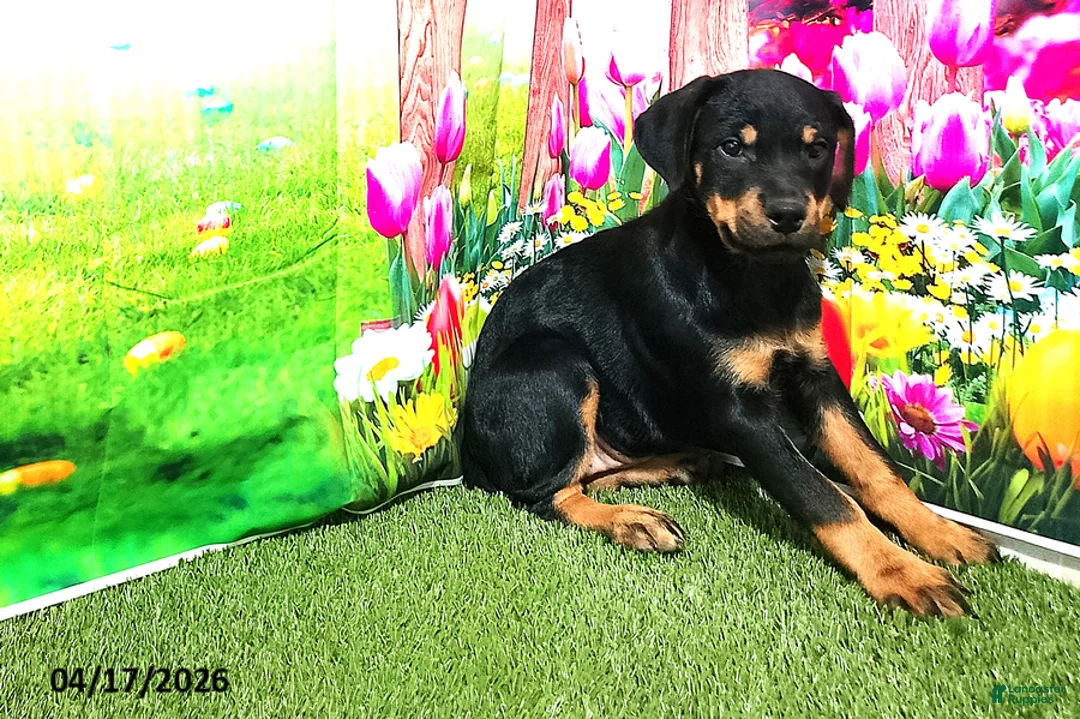 Rottweiler dogs for sale: Rosie - Ad 2