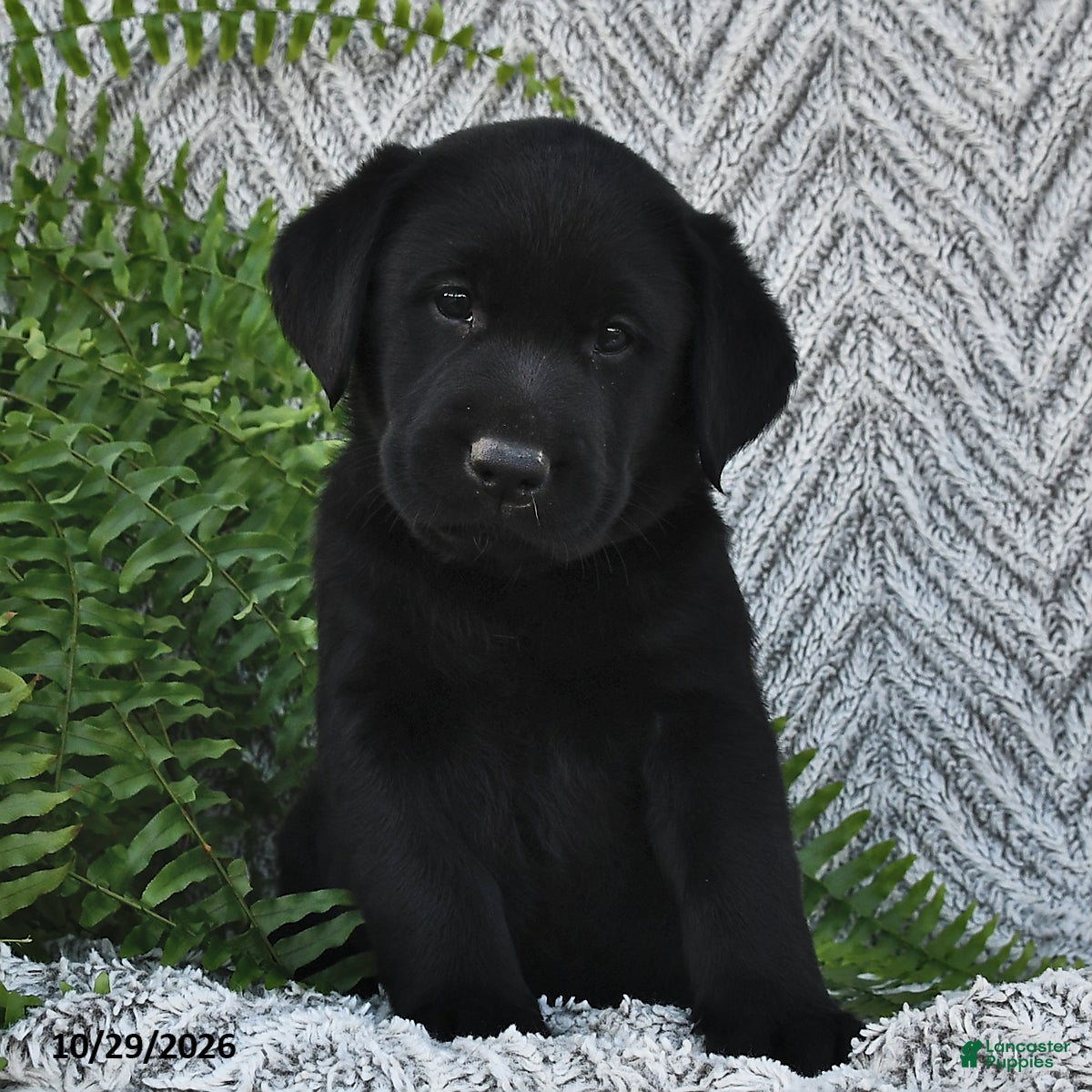 Labrador Retriever dogs for sale: Tilly  - Ad 2