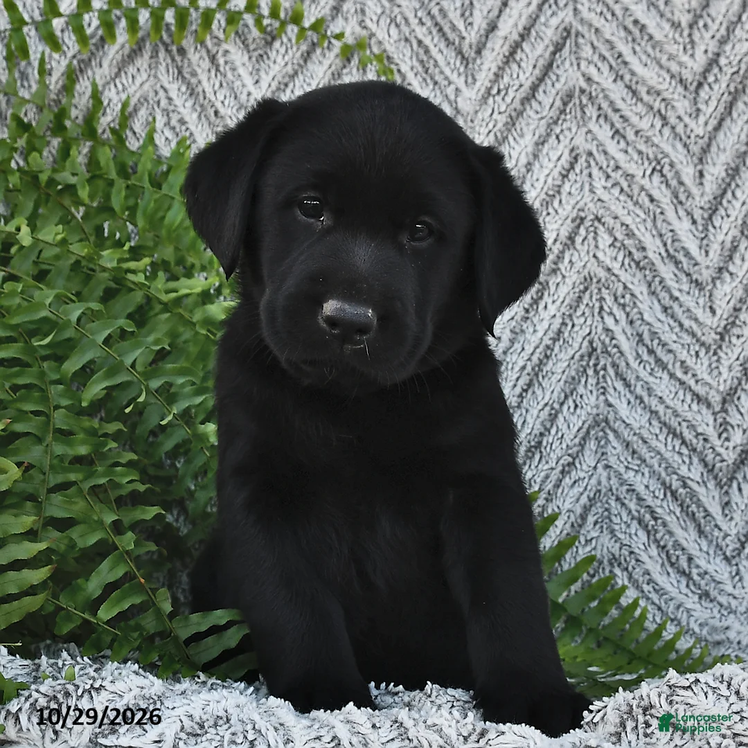 Labrador Retriever dogs for sale: Tilly  - Ad 2