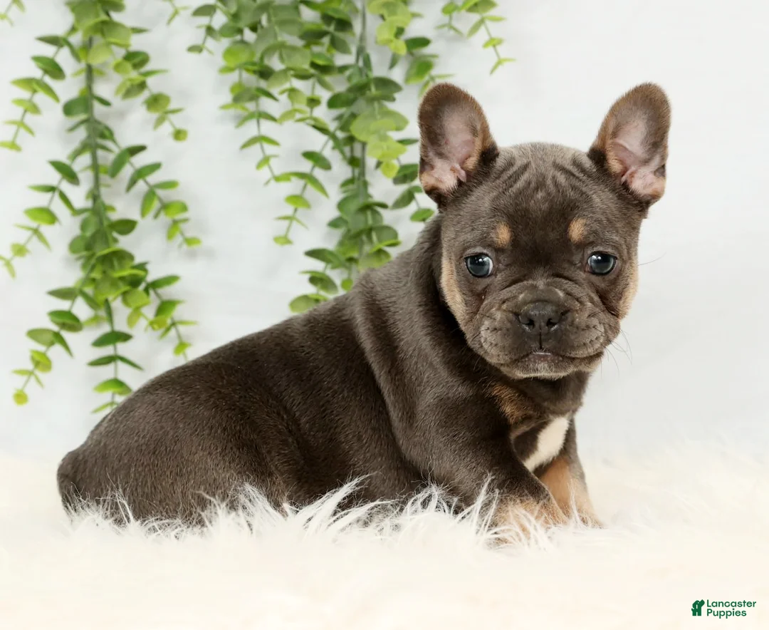 Frenchton dogs for sale: Courtney - Ad 4