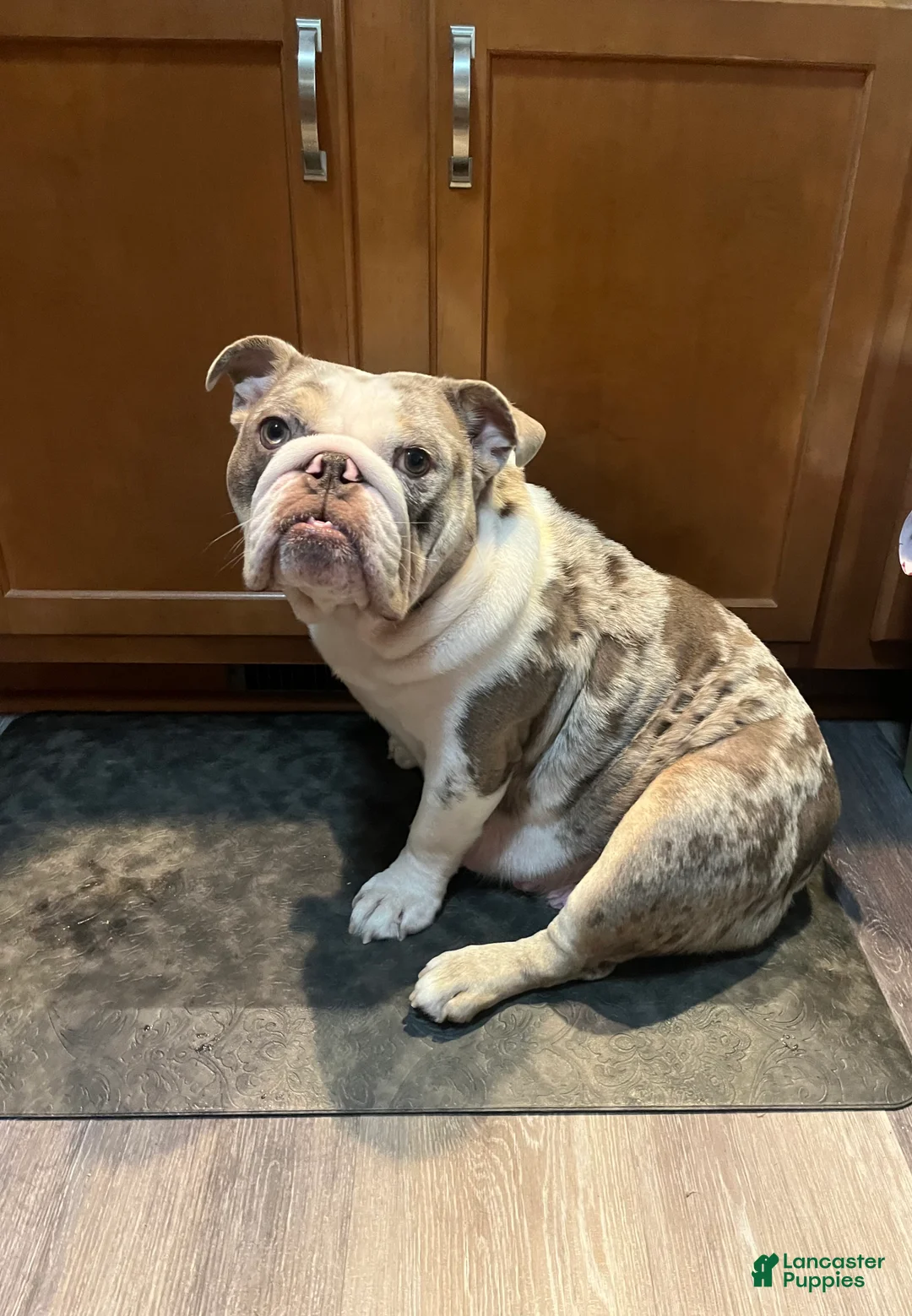 English Bulldog dogs for sale:   Faith - Ad 5