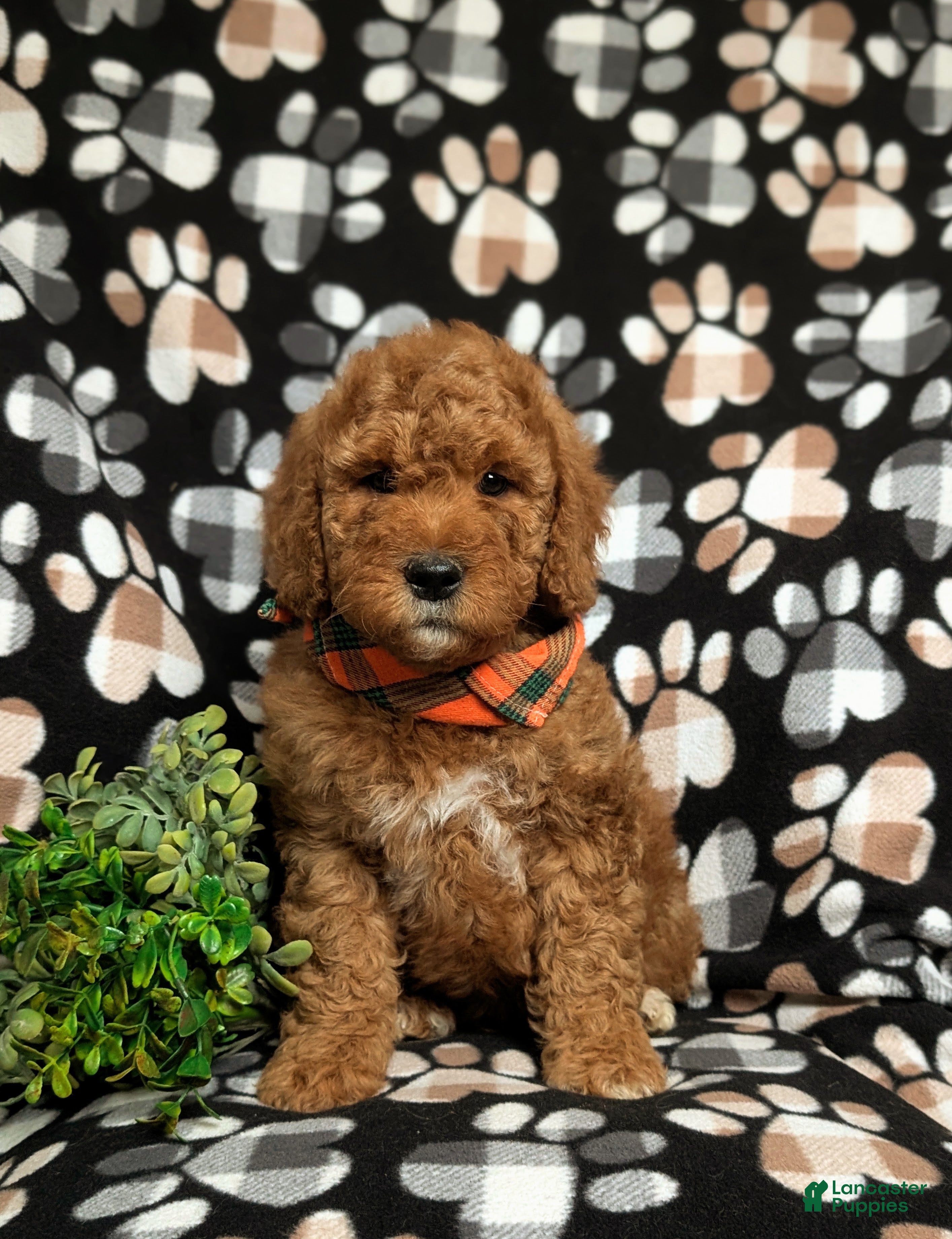 Goldendoodle dogs Farlow - Ad 2