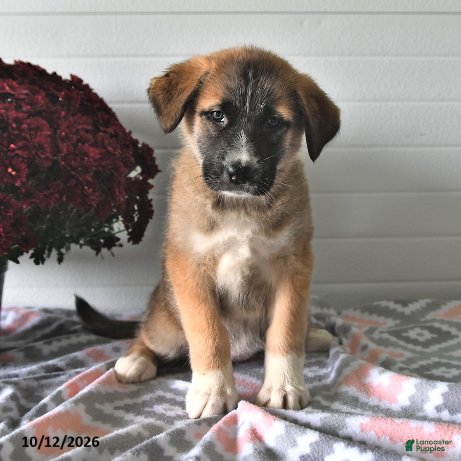 Mixed Breed dogs Sally - Ad 2