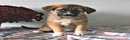 Mixed Breed dogs for sale: Sally - Ad 2