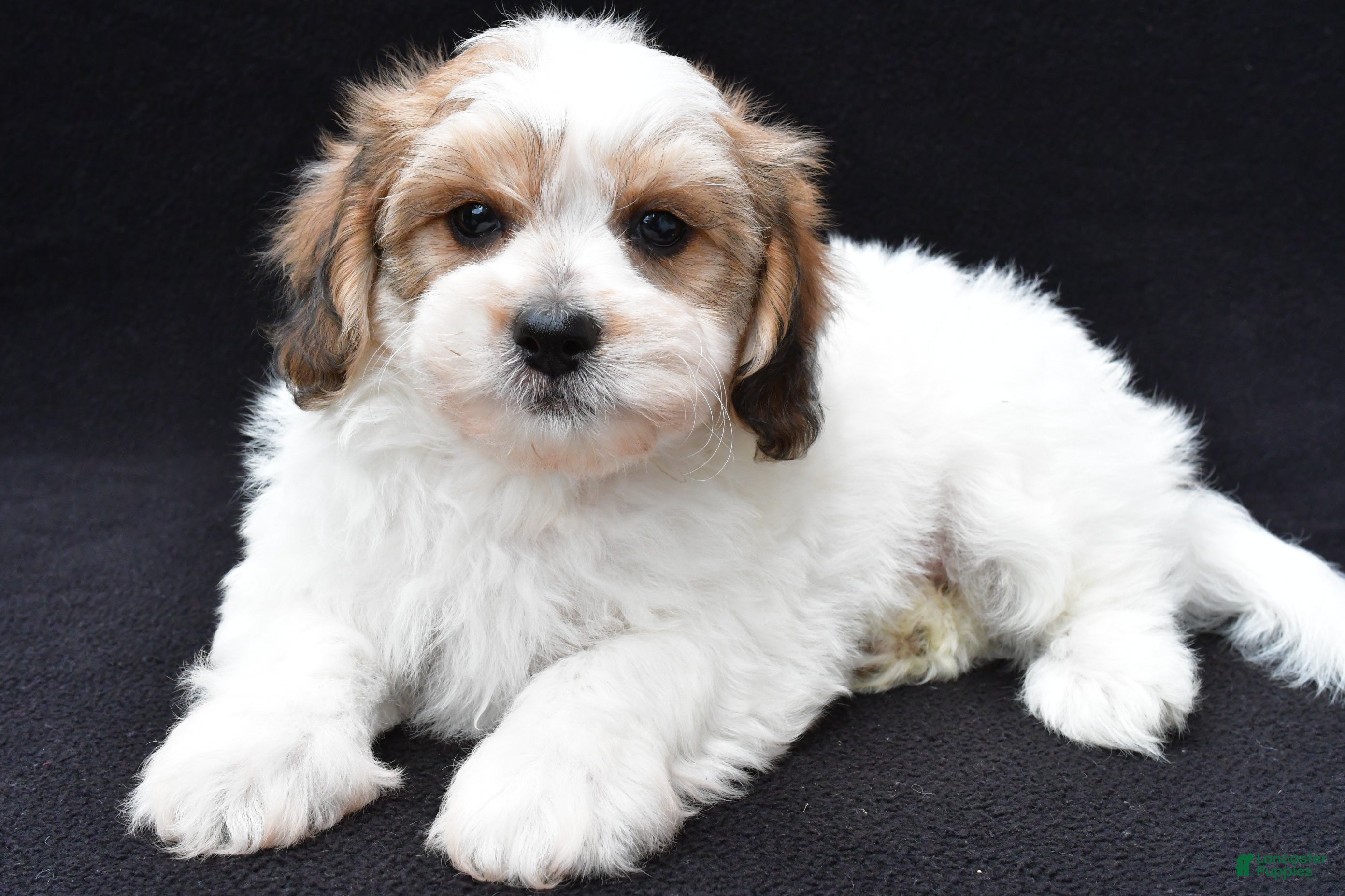 Shihpoo dogs Ryder - Ad 1