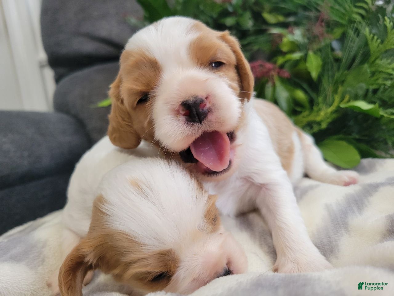 Cavalier King Charles Spaniel dogs Molly - Ad 20