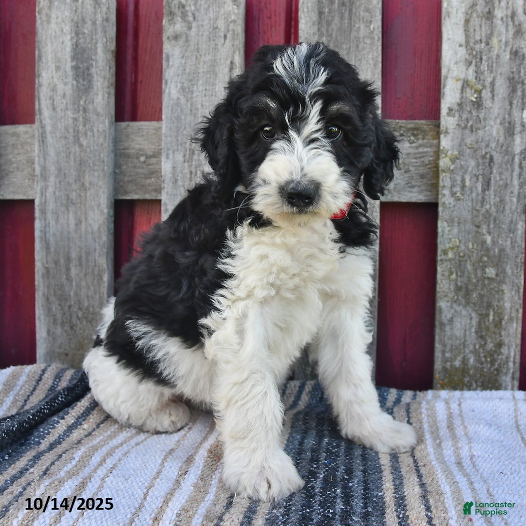 Bernedoodle dogs for sale: Sally - Ad 11