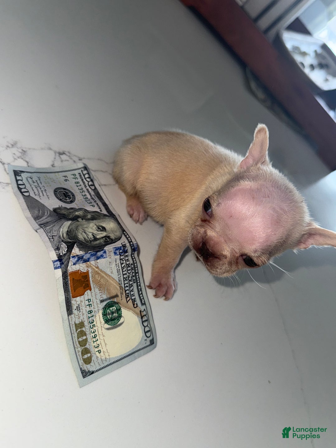 French Bulldog dogs for sale: French Bulldog Puppy 6 - Ad 1
