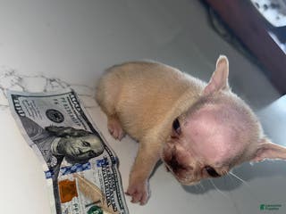 French Bulldog dogs French Bulldog Puppy 6 - Ad 30