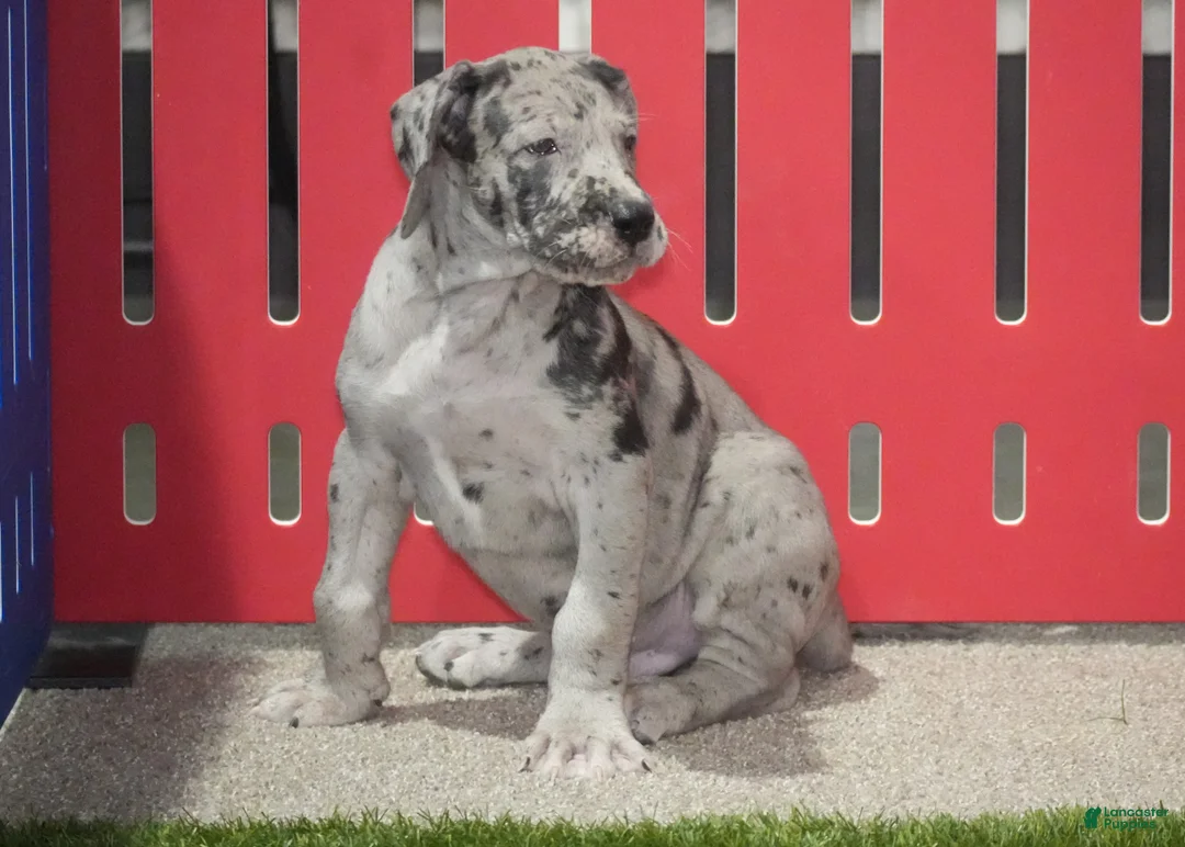 Great Dane dogs for sale: Lainey - Ad 7