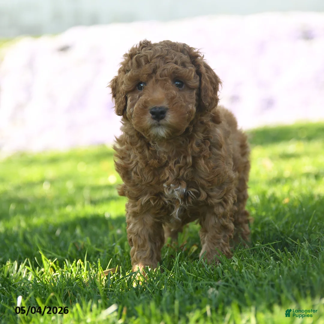 Mini Aussiedoodle dogs for sale: Cinnamon - Ad 3