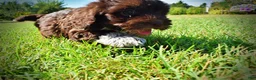 Havapoo dogs for sale: Jackson-LABOR DAY SALE-TAKE $100 OFF!!! - Ad 15