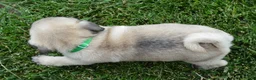 Pug dogs for sale: Paxton - Ad 14